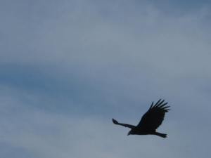 This was buzzing around, though he was coming to eat the Skipper