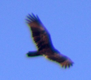 Hawk - thought it could be an eagle