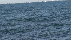 first dolphin citing off of AC